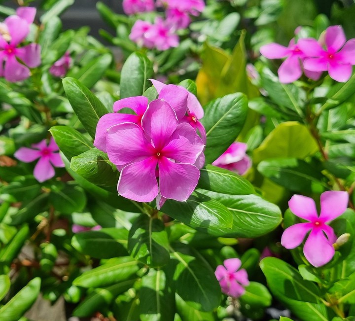 Madagascar periwinkle