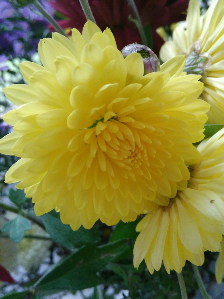beautiful flower