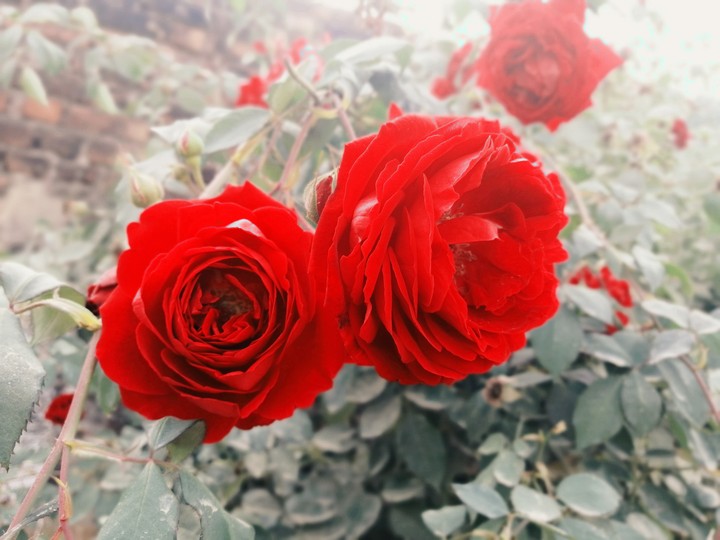 Red_rose