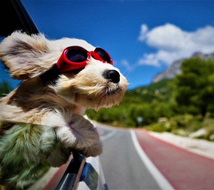dog
