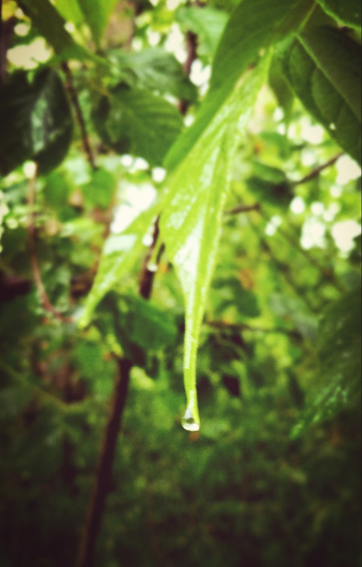 spring rain