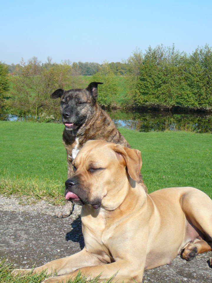 Caziest photo I ever shot from my dog