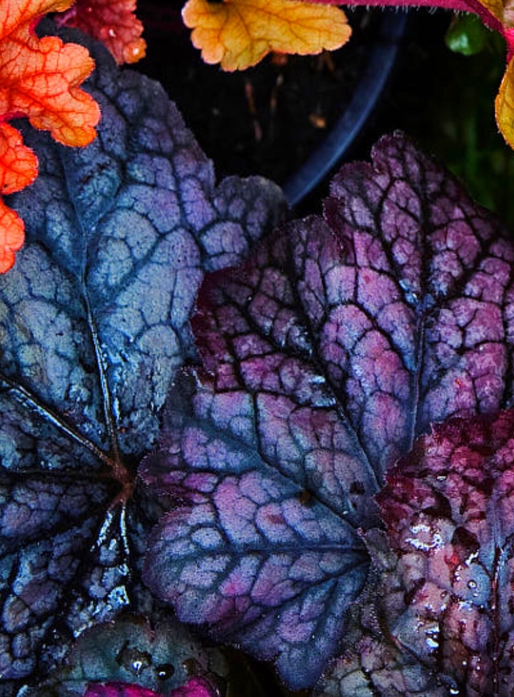colors