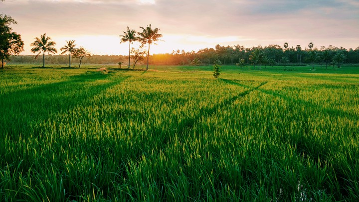 Palakkadan Beauty