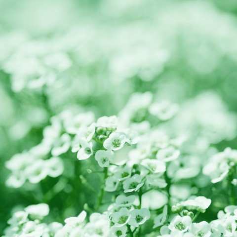 White Paradise