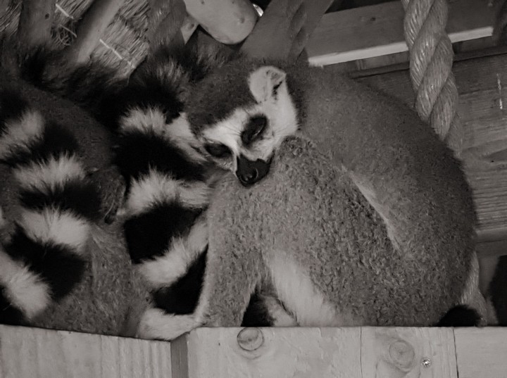 sleepy