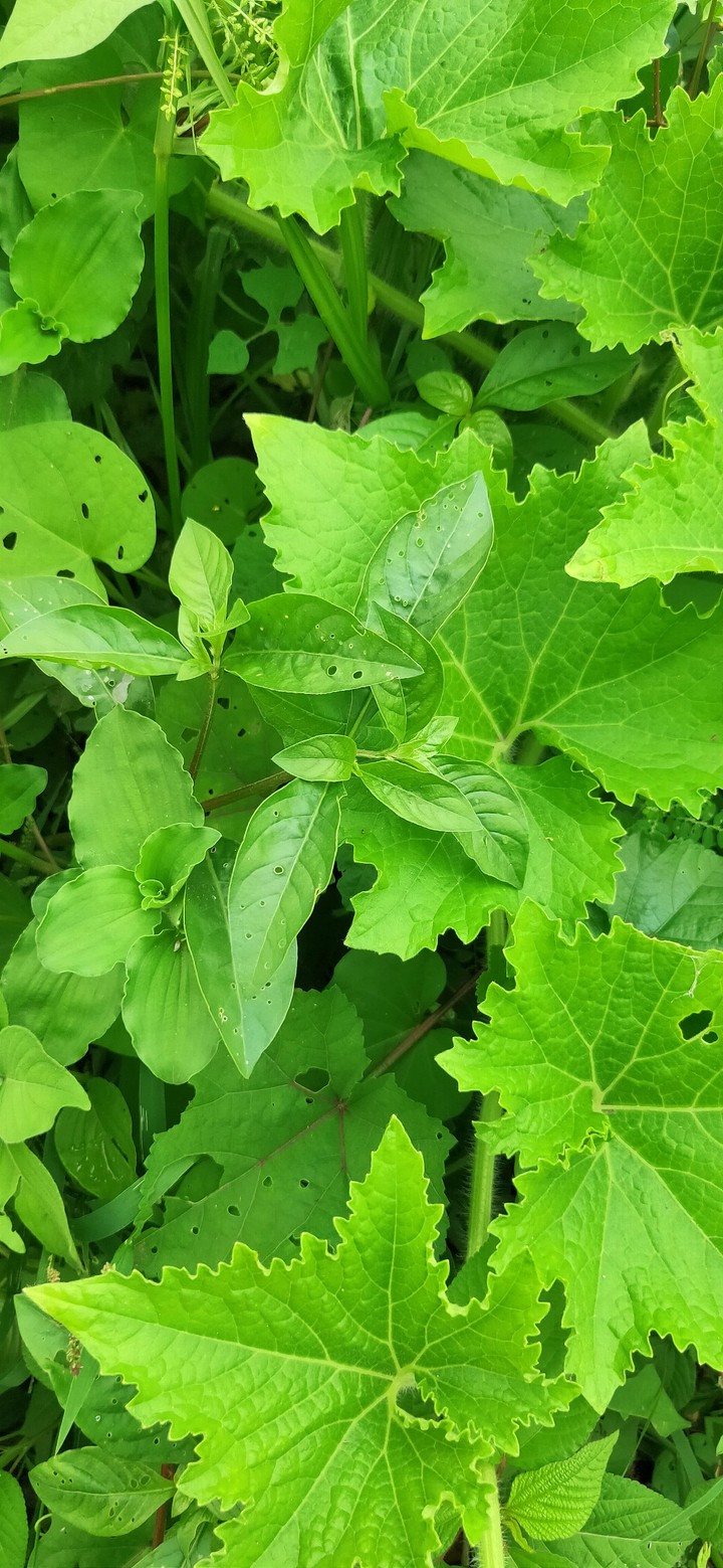 leaf