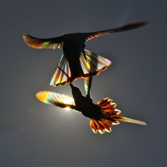 wings shining like rainbow