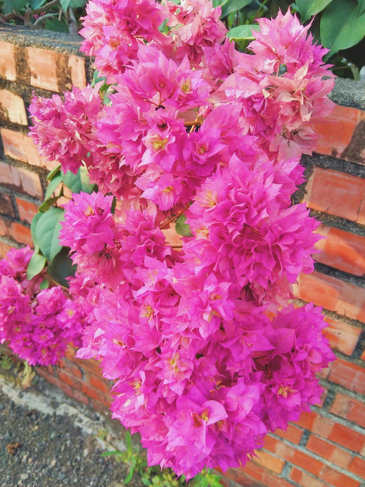 花