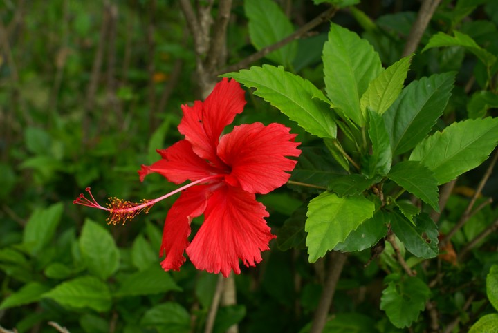 flower
