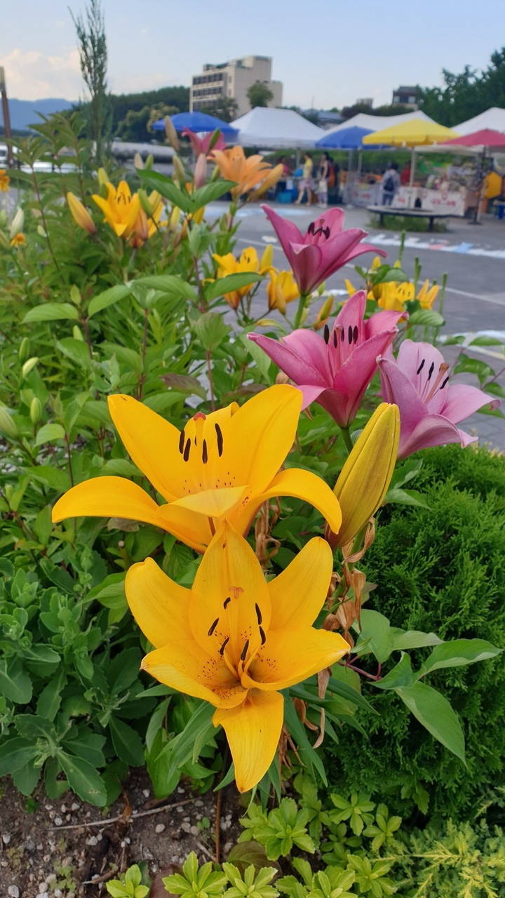 나리꽃
