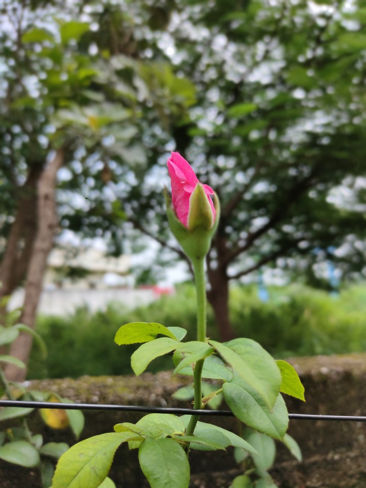 rose pink