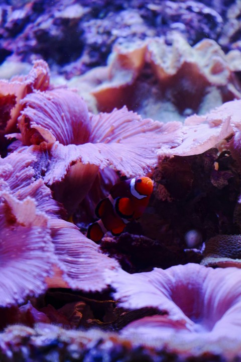 sfondi underwater, aquarium