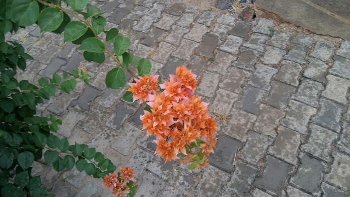 orange flower