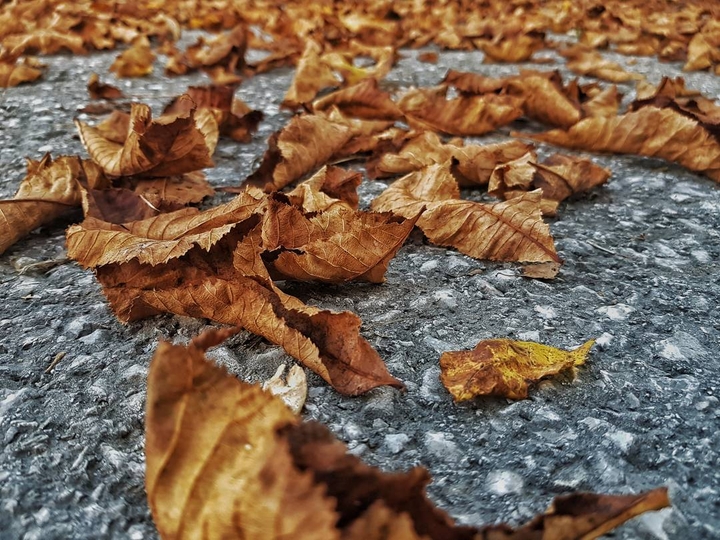 leaves