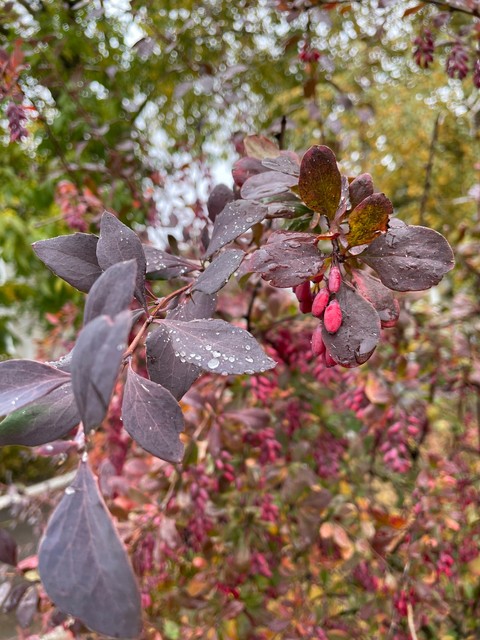 Mahonia