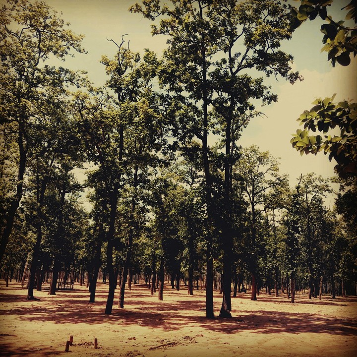 Picturesque Acacia Vegetation