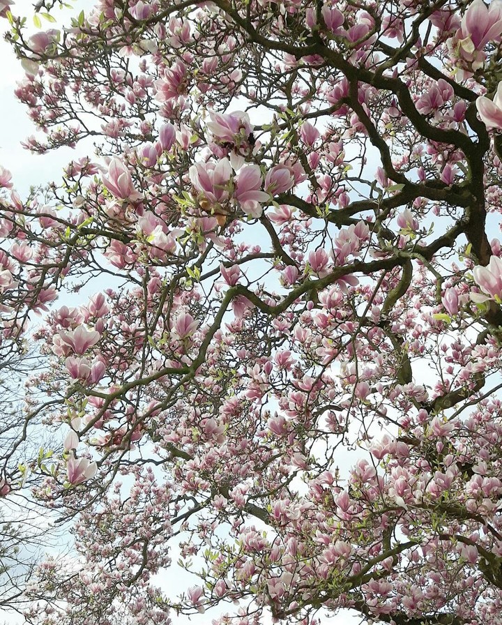 Spring flower blossom