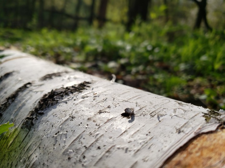 Ukraine forest