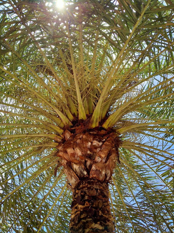 Date Palm