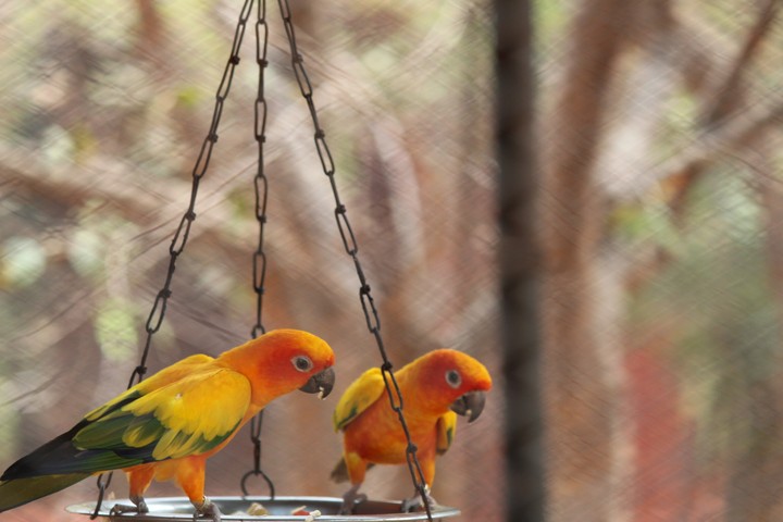 yellow bird my clike