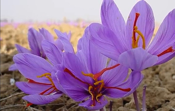 saffron