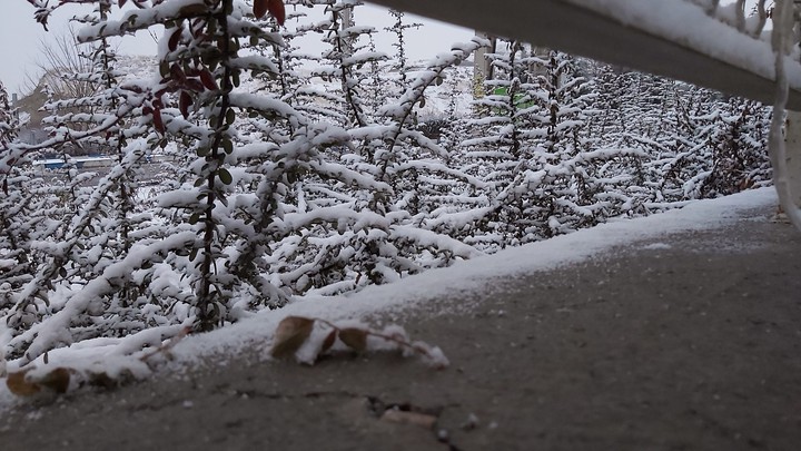 snow trees