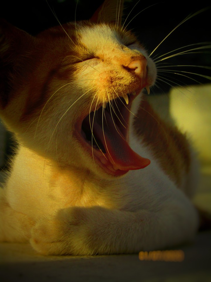 cat pic