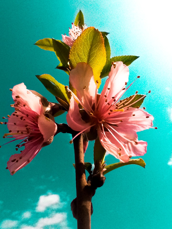 new flower