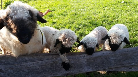 sheep
