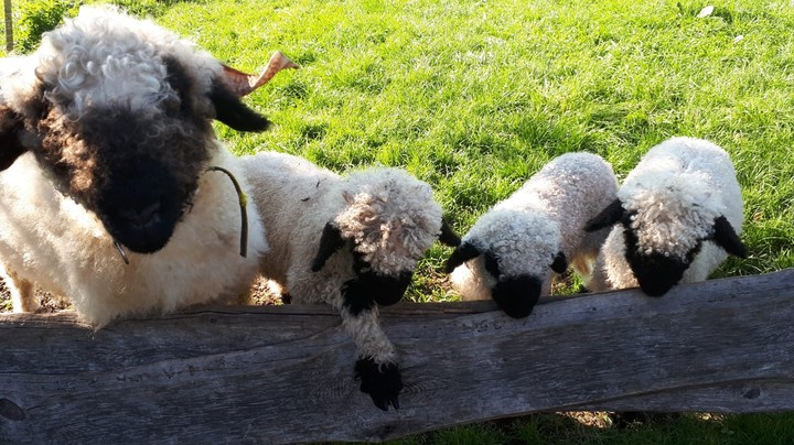 sheep