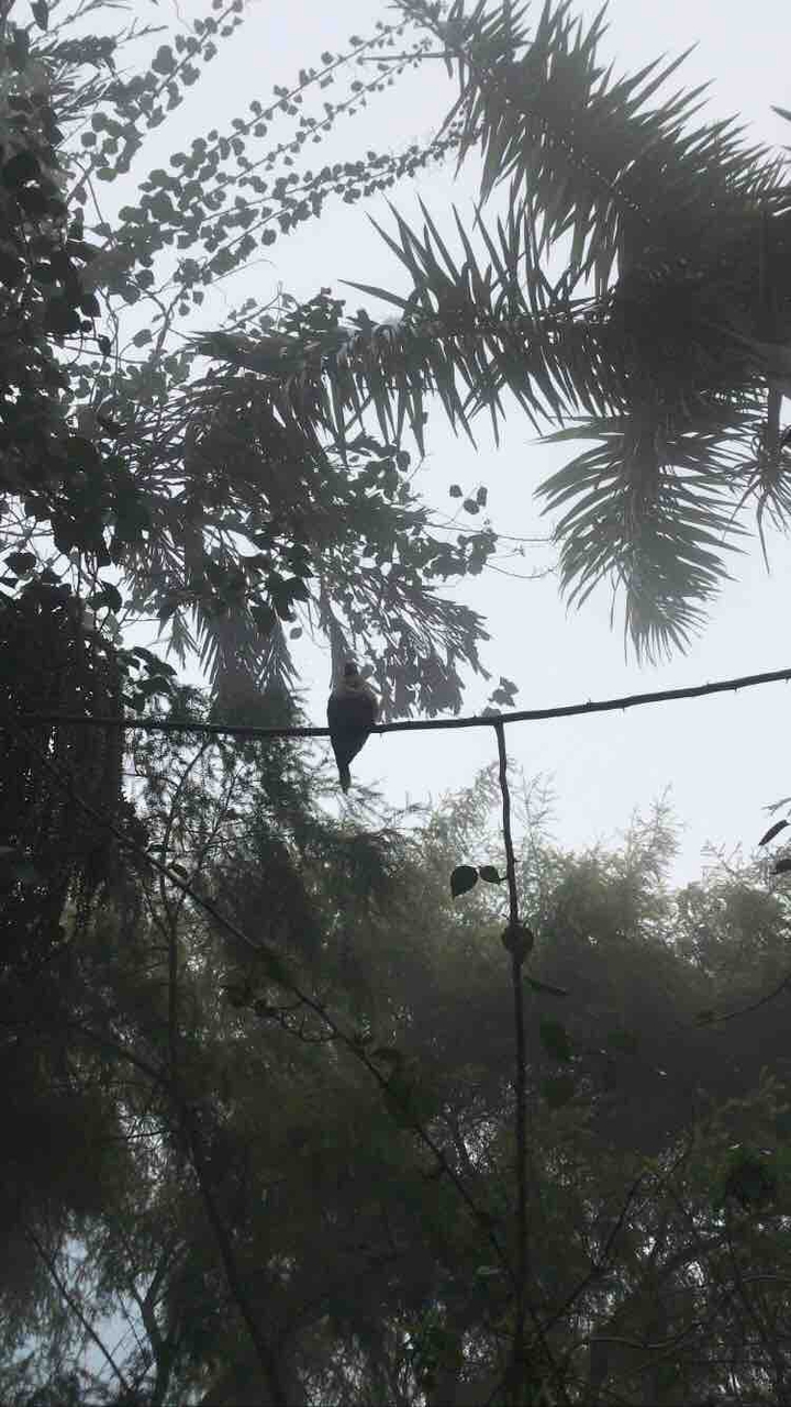 bird