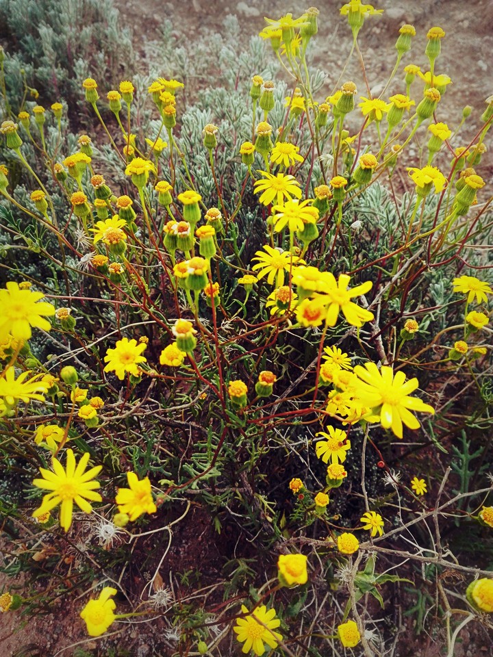 blossom into desert