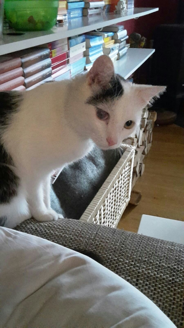 cut cat