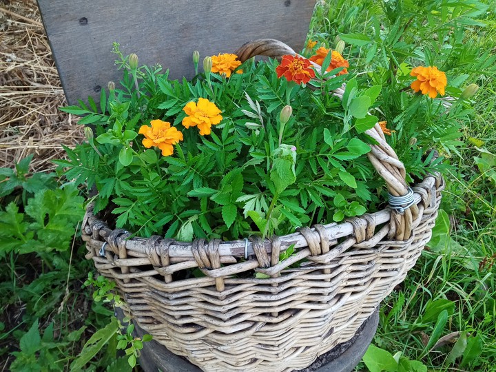 basket with flowers
