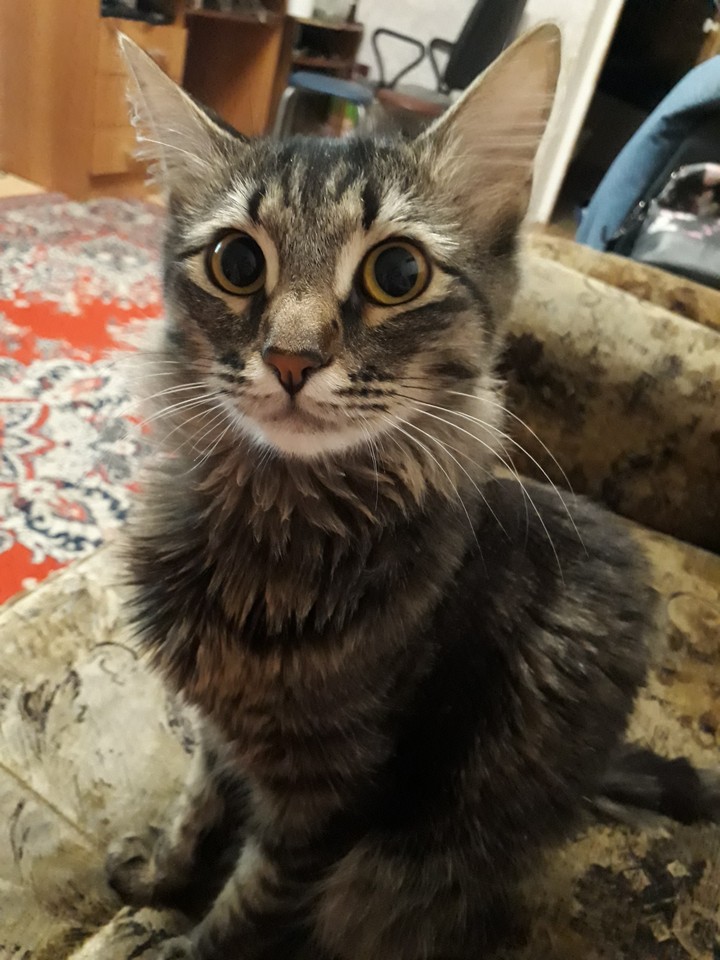 кот