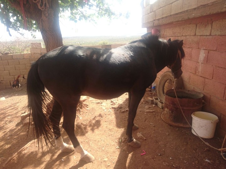 ? at حسان pferd
