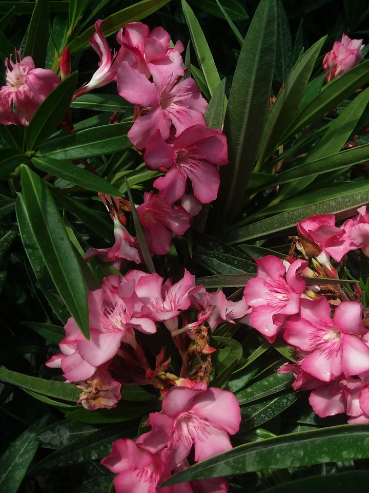 Hawaiian Pink Flowers