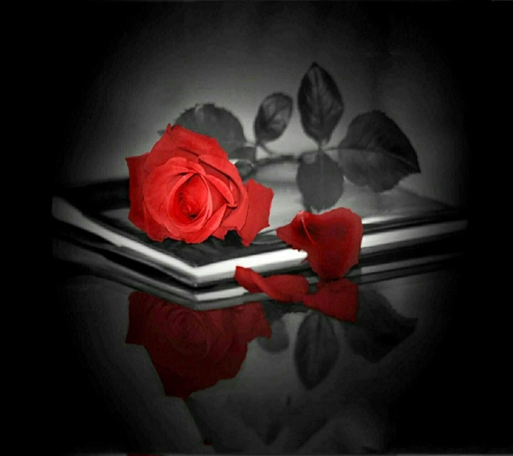 red rose