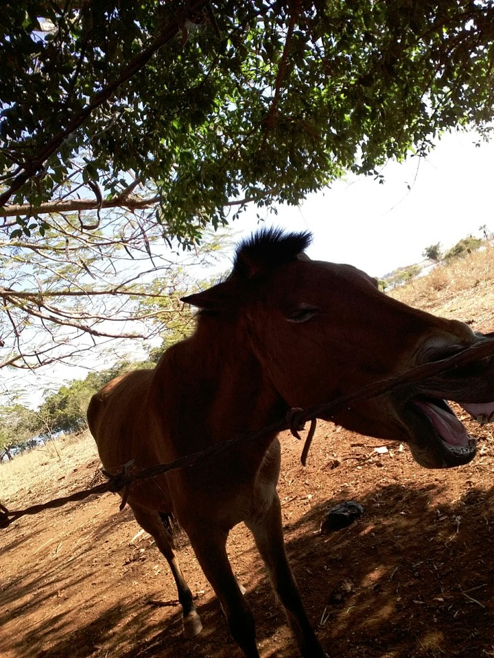 egua