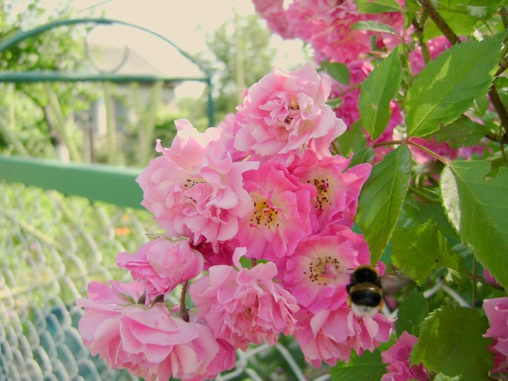 роза розы гроздьями калитка Rose Roses