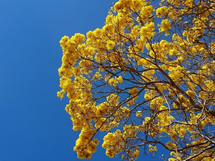 Ype amarelo