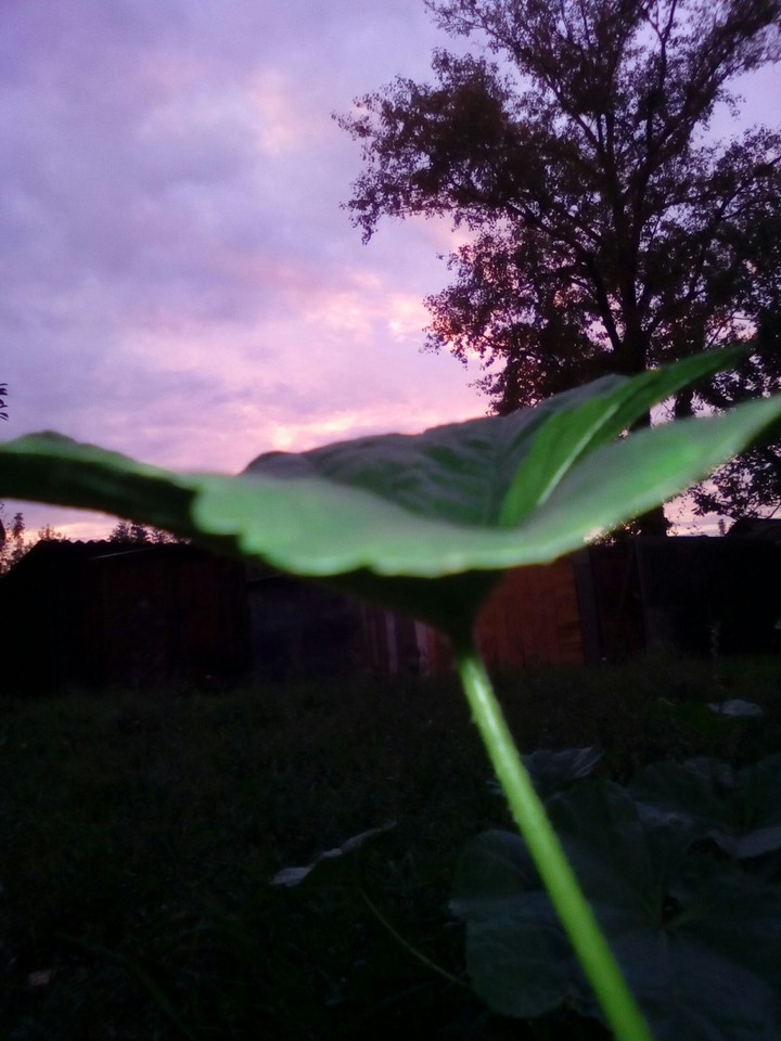 plant