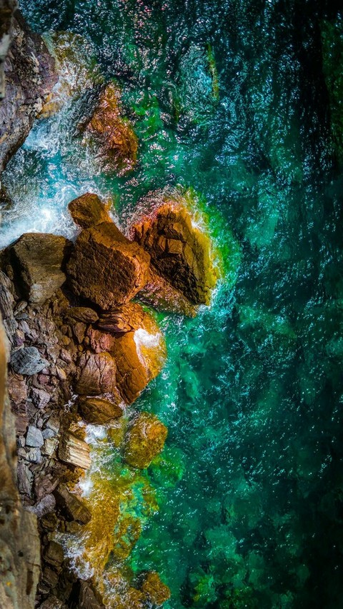 sfondi jungle, underwater
