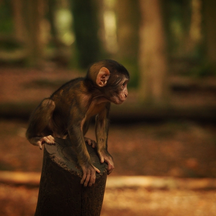 macaco