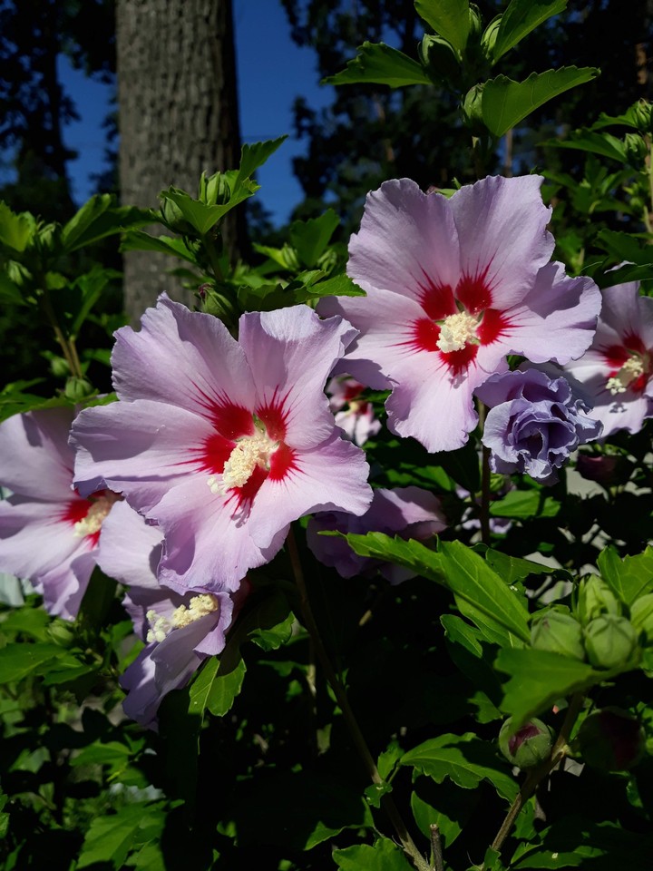 The most beautiful flower