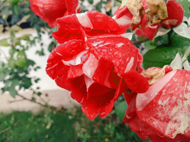 rosa