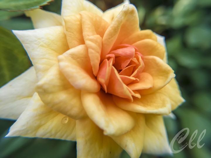 Yellow Rose...