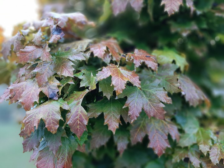 Autumn