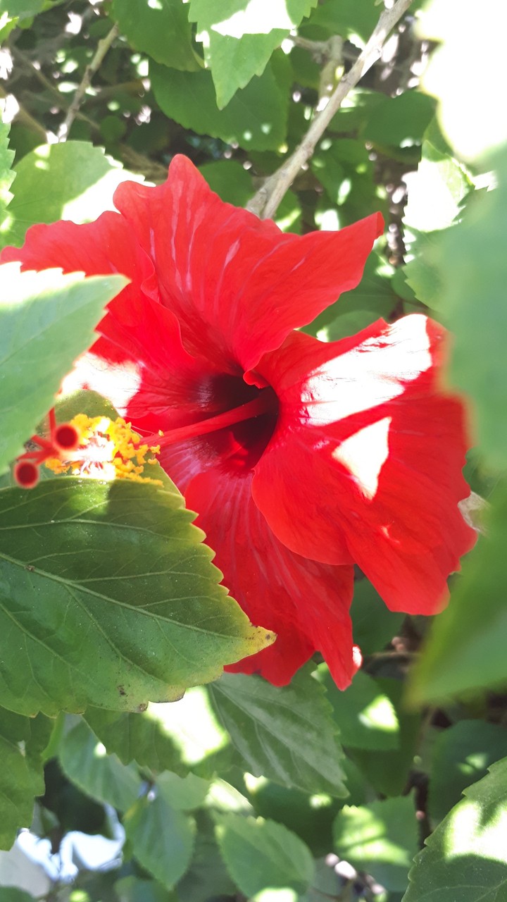 flower
